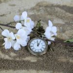 sand-blossom-plant-white-antique-leaf-510890-pxhere.com
