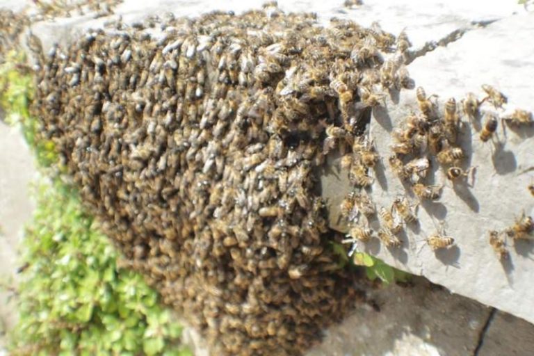 Dschang : elle trouve la mort suite à une attaque des abeilles