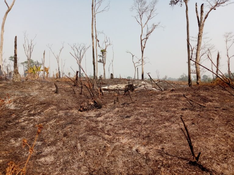 Cameroun :Déforestation Les sillions des feux de brousse détruisent Ngambe-Tikar